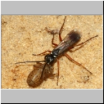 Agenioideus cinctellus - Wegwespe mit Spinne 02e - Sandgrube Niedringhaussee.jpg
